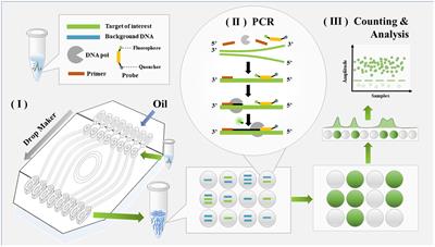 Absolute quantification of Mycoplasma pneumoniae in infected patients by droplet digital PCR to track disease severity and treatment efficacy
